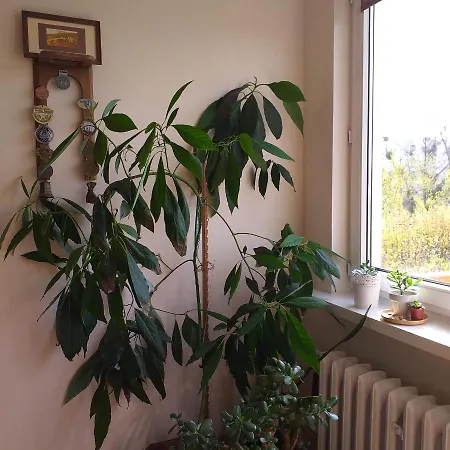 Apartament Nad Morzem *